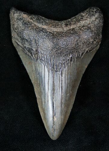 Lower Fossil Megalodon Tooth #13370